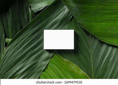 Business Card Mockup On A Botanical Background With Exotic Leaves