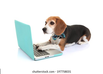 Business Concept Smart Pet Dog Using Laptop Computer