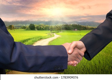 Business Concept.Business Handshake Land Purchase. Beautiful Green Young Rice Field, Local Soil Road, Morning Golden Sun Light. Agriculture Land Plot For Sales.