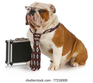 business dog - english bulldog male wearing tie and glasses sitting beside briefcase