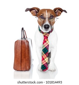 Business Dog With A Leather Bag