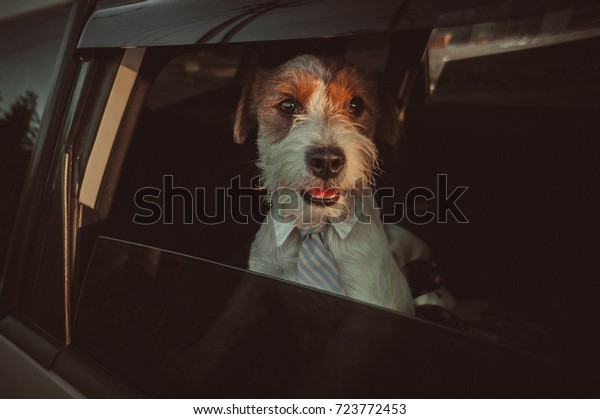 Business dog sitting on back seat and looking out of\
car\'s window at camera\
