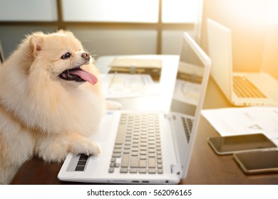 dog online shopping