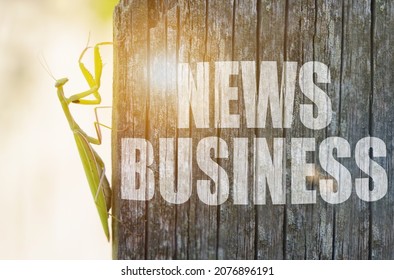 Business And Finance Concept. A Praying Mantis Is Crawling Along The Old Plank. It Says On The Board - NEWS BUSINESS