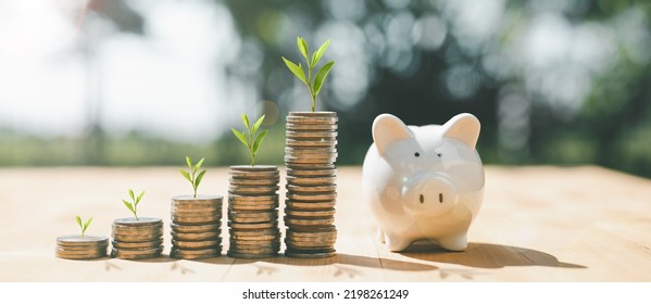 Business Finance And Saving Money Investment , Money Coin Stack Growing Graph With Piggy Bank Saving Concept. Plant Growing Up On Coin. Balance Savings And Investment.	
