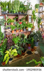 Business Of Flower Shop. Trendy Interior Flowers And Home Design In Small Plant Store. 