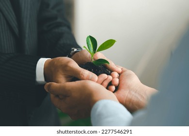 Business hands holding green plants together are the symbol of green business company. agriculture and collaboration in a green business. Ecosystem and Organization Development Cooperation.