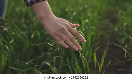 Business man farmer hand touches stalks of wheat in a green field, growing wheat grains, agricultural land, vegetation of grain crops, young harvest in slow motion, plant ecology