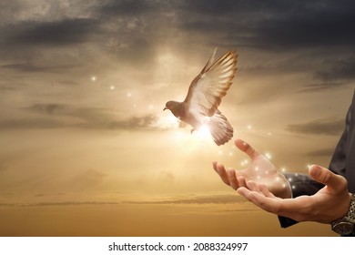 Business Man Release Dove From Their Hands Flying Against The Background Of A Sunny Sunset.