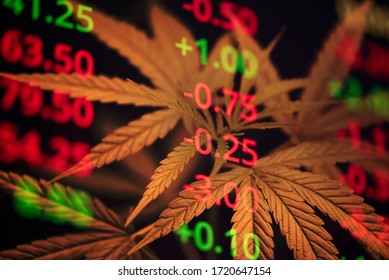 Business marijuana cannabis leaves with stock graph charts on the stock market exchange or trading analysis investment / Commercial cannabis medicine money crisis and growth higher value concept