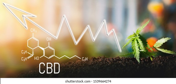 Business marijuana leaves cannabis stock success market price arrow up profit growth charts graph money display screen up industry trend grow higher quickly. Cannabis of the formula CBD cannabidiol
