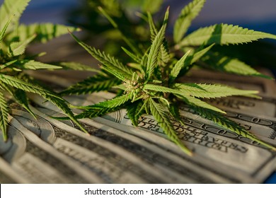 Business Marijuana Leaves Cannabis Stock Success Market Price Industry Trends Grow Higher Quickly. Commercial Cannabis Medicine Money. Marijuana Business Concept