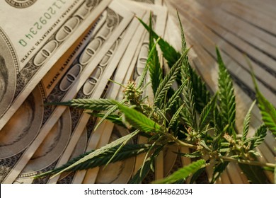 Business marijuana leaves cannabis stock success market price industry trends grow higher quickly. Commercial cannabis medicine money. Marijuana business concept