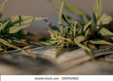 Business Marijuana Leaves Cannabis Stock Success Market Price Industry Trends Grow Higher Quickly. Commercial Cannabis Medicine Money. Marijuana Business Concept