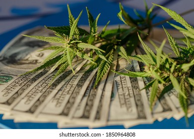 Business Marijuana Leaves Cannabis Stock Success Market Price Industry Trends Grow Higher Quickly. Commercial Cannabis Medicine Money. Marijuana Business Concept