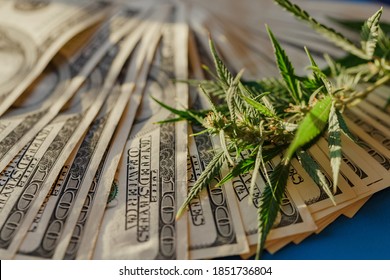 Business marijuana leaves cannabis stock success market price industry trends grow higher quickly. Commercial cannabis medicine money. Marijuana business concept