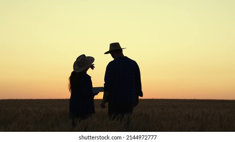 Business People, Companions Evaluate Wheat Field, Grain Harvest. Farmer, Partners In Wheat Field. Grow Food. Farmer, Man, Woman Work Together In Field In Summer, Rich Harvest Of Wheat. Agriculture