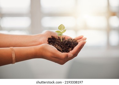 Business Person Holding Plant Seed, Soil Growth In Hands For Sustainable Development Or Environmental Awareness In Eco Friendly, Earth Company. Growing And Nurturing Flower Leaf Out On Dirt Close Up