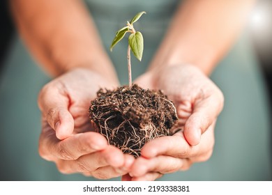 Business Person Holding Seed Plant, Soil Growth In Hands For Environmental Awareness Or Sustainable Development In Eco Friendly, Green Company. Organic Small Tree Growth Growing In Hand For Earth