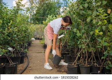 Business shop plant nursery, gardener woman holding young apple tree in box for sale.