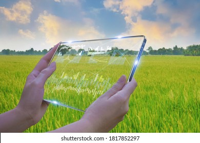 Business Woman Using Smart Tablet,rice Fields Production Control,concept Agricultural Product Control Technology,to Agriculture Future Trading World Market,track Productivity,satellite For Agriculture