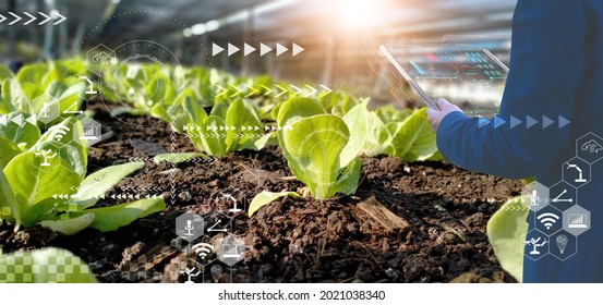 Businessman using smart tablet,organic vegetable house production control,concept agricultural product control technology,to future trading world market,track productivity,satellite for Agriculture