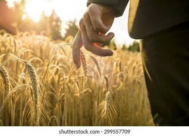 Businessman Walking Through A Golden Wheat Field Touching An Ear Of Ripening Wheat At Sunset Backlit By The Golden Sun. Conceptual Of Turning Back To Nature For Inspiration, Energy And Peace Of Mind.