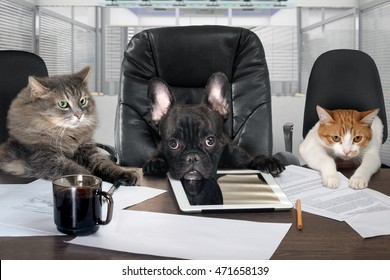Businessmen in office. Dog head and cat - employees, managers. Different characters personality. The concept of career growth, business, humor, advice, pet products