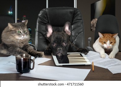 Businessmen In Office. Dog Head And Cat - Employees, Managers. Different Characters Personality. The Concept Of Career Growth, Business, Humor, Advice, Pet Products