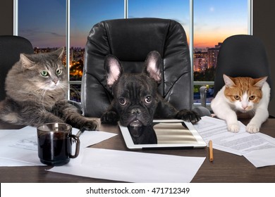 Businessmen In Office. Dog Head And Cat - Employees, Managers. Different Characters Personality. The Concept Of Career Growth, Business, Humor, Advice, Pet Products