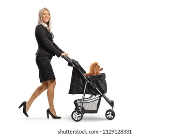 Businesswoman Pushing A Mini Poodle Dog In A Stroller Isolated On White Background