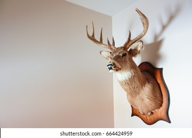 Featured image of post Reindeer Head Wall Mount / Fabric covered deer heads, moose heads, ram mounts, and more.