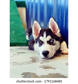 Buster The Husky At Doggy Daycare