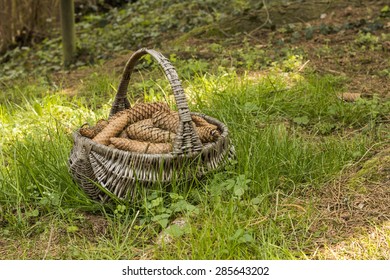 Bustket full of cones