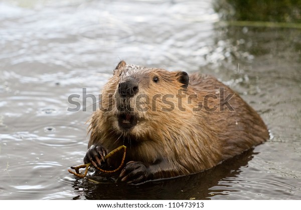 Busy as a Beaver
