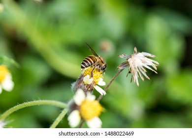 busy bee collecting nectar from a wild grass flower