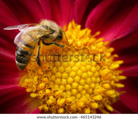 Similar – Image, Stock Photo black on yellow? bee!