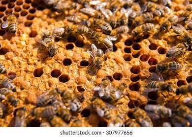 Busy bees, close up view of the working bees on honeycomb. Bees close up showing some animals and honeycomb structure.