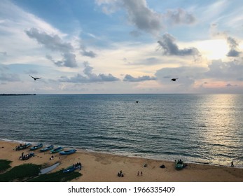 Busy Crows Finishing Off The Day (Sri Lanka)