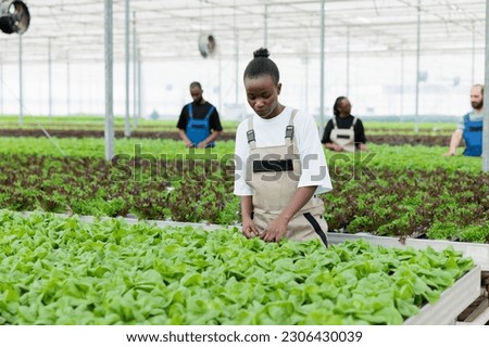 Busy group of farm workers using non chemical method of eliminating bugs from green lettuce hydroponic plantation crop rows without using chemicals. Eco friendly zero waste sustainable greenhouse farm