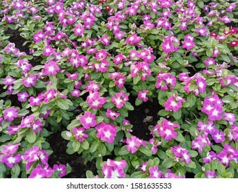 Catharanthus Roseus Madagascar Periwinkle Flower Field Stock Photo ...