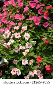 Busy Lizzie (Impatiens Walleriana) also known as Balsam, Sultana or Impatiens in Bangkok, Thailand, Asia