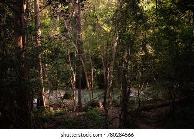 Busy tree trunks, in front of flowing river