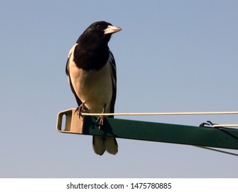 Butcher Bird On Rotary Clothes Line