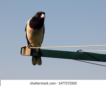 Butcher Bird On Rotary Clothes Line