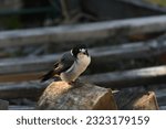 butcher bird perched on wood