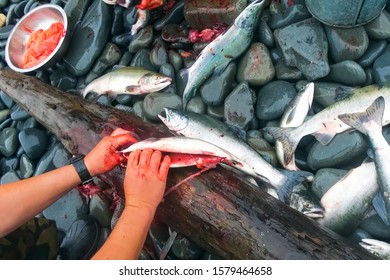 Butchering Salmon Outdoors For Caviar. Red Caviar From Salmon Alive.