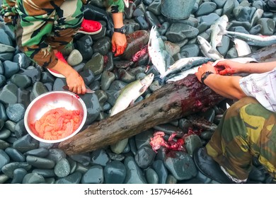 Butchering Salmon Outdoors For Caviar. Red Caviar From Salmon Alive.