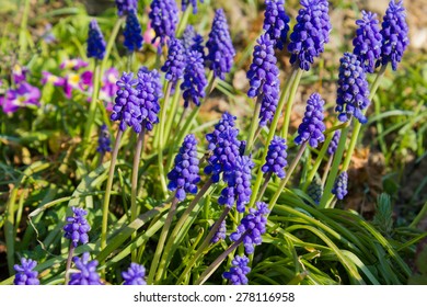 Butcher's Broom (Ruscus Aculeatus)