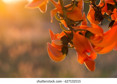 Flame Of The Forest Flower Images Stock Photos Vectors Shutterstock